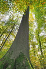 Adobe Stock 299986989